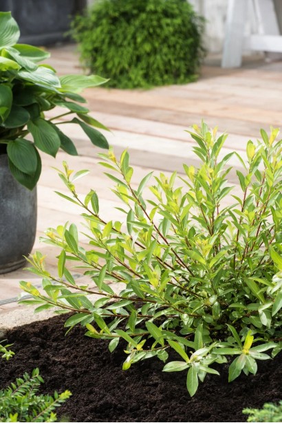 Верба тонкостовбурна Маунт Асо